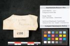 Foto (Objekt + Etikett) von Podogonium knorrii Heer (NHMW-GEO-2024-0188-8193)